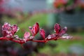 Water drops on flower petals Royalty Free Stock Photo