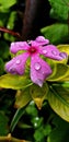 Water drops flower petals