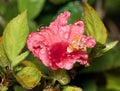 A beautiful flower after rain, with the drops on the petals in the Tijuca National Park, Rio de Janeiro, Brazil. Royalty Free Stock Photo