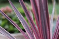 Water drops on flower stems