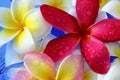 Water drops on flowers