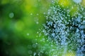 Water drops  flying  waterdrops levitating on blur background, freshness concept Royalty Free Stock Photo