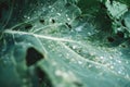 Water drops on fresh cabbage leaves in orchard. Nice vegetarian natural background