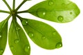 Water drops on fresh green leaf Royalty Free Stock Photo