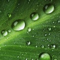 Water drops on fresh green leaf Royalty Free Stock Photo