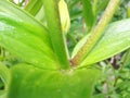 Drops of water after rain on green foliage in the garden.  Waterdrops on a green leafA drop of water above green plant Royalty Free Stock Photo