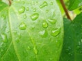 Drops of water after rain on green foliage in the garden.  Waterdrops on a green leafA drop of water above green plant Royalty Free Stock Photo