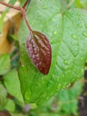 Drops of water after rain on green foliage in the garden.  Waterdrops on a green leafA drop of water above green plant Royalty Free Stock Photo