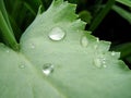 Drops of water after rain on green foliage in the garden.  Waterdrops on a green leafA drop of water above green plant Royalty Free Stock Photo