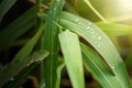 Water drops on fresh green leaf grass blur background. Royalty Free Stock Photo
