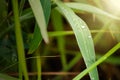 Water drops on fresh green leaf grass blur background. Royalty Free Stock Photo