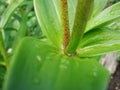 Drops of water after rain on green foliage in the garden.  Waterdrops on a green leafA drop of water above green plant Royalty Free Stock Photo