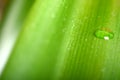 Water drops on fresh green leaf, isolated on white Royalty Free Stock Photo