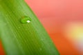 Water drops on fresh green leaf, isolated on white Royalty Free Stock Photo