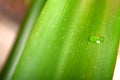 Water drops on fresh green leaf, isolated on white Royalty Free Stock Photo