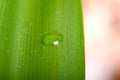 Water drops on fresh green leaf, isolated on white Royalty Free Stock Photo