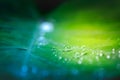 Water drops on fresh green leaf after the rain. Royalty Free Stock Photo