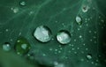 Water drops on fresh green leaf, summer . morning dew Royalty Free Stock Photo