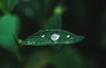 Water drops on fresh green leaf, summer . morning dew Royalty Free Stock Photo