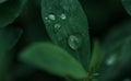 Water drops on fresh green leaf, summer . morning dew Royalty Free Stock Photo