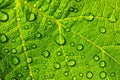 Water drops on fresh green leaf texture as background Royalty Free Stock Photo