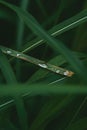 Water Drops on fresh Green leaves after Rain - Rain drops on Grass - Rain Droplets Royalty Free Stock Photo