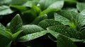 Water Drops on Fresh Green Leaves Texture As Background Defocused Royalty Free Stock Photo