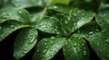 Water Drops on Fresh Green Leaves Texture As Background Defocused Royalty Free Stock Photo