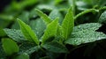 Water Drops on Fresh Green Leaves Texture As Background Defocused Royalty Free Stock Photo