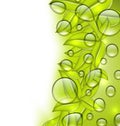 Water drops on fresh green leaves texture, copy space for your t Royalty Free Stock Photo