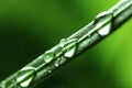 Water Drops on Fresh Green Lush Leaf Plant Growth