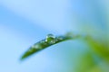 Water Drops on Fresh Green Lush Leaf Plant Growth Royalty Free Stock Photo