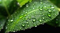 Water Drops on Fresh Green Mint Leaves Texture As Background Defocused Royalty Free Stock Photo