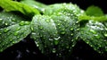 Water Drops on Fresh Green Mint Leaves Texture As Background Defocused Royalty Free Stock Photo