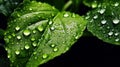 Water Drops on Fresh Green Mint Leaves Texture As Background Defocused Royalty Free Stock Photo
