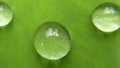 Water Drops On Fresh Green Taro Leaf. ,Isolate with White. Royalty Free Stock Photo