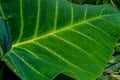 Water drops on fresh green taro leaf after rain Royalty Free Stock Photo