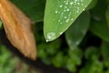 Water drops on fresh green tropical leaf. Bali tropics, Indonesia. Fresh green exotic background. Royalty Free Stock Photo