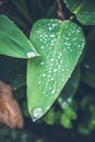 Water drops on fresh green tropical leaf. Bali tropics, Indonesia. Fresh green exotic background. Royalty Free Stock Photo