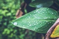 Water drops on fresh green tropical leaf. Bali tropics, Indonesia. Fresh green exotic background. Royalty Free Stock Photo