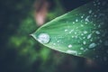 Water drops on fresh green tropical leaf. Bali tropics, Indonesia. Fresh green exotic background. Royalty Free Stock Photo