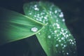 Water drops on fresh green tropical leaf. Bali tropics, Indonesia. Fresh green exotic background. Royalty Free Stock Photo