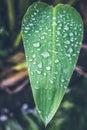 Water drops on fresh green tropical leaf. Bali tropics, Indonesia. Fresh green exotic background. Royalty Free Stock Photo