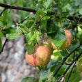 Water drops and fruit madness. Small apples in an apple tree in orchard, in early summer