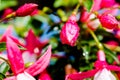 Water drops on fuchsia vibrant pink closed flowers. Extreme macro