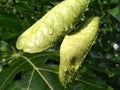 Water drops in green leaf.