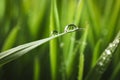 Water drops on grass blade against blurred background Royalty Free Stock Photo