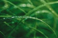 Water drops on grass blade, closeup Royalty Free Stock Photo
