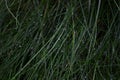 Water drops on the grass. Frechness. Autumn evening. Nature backdrop.