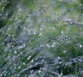 Water drops on grass and bokeh background Royalty Free Stock Photo